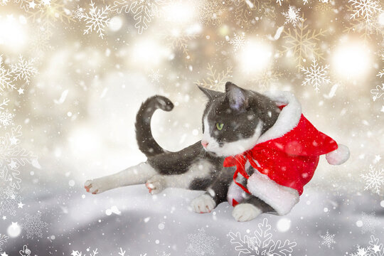 cat wearing red shall cape Christmas costume in the snow with gold bokha background 
