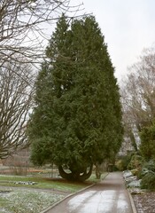thuja coniferous evergreen tree in park