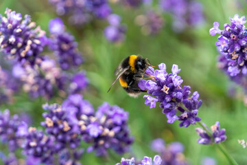 Bee enjoying some lavender flowers in the summertime
