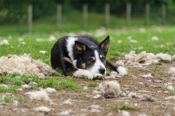 Resting sheepdog in a field full of wool with it's ears perked up
