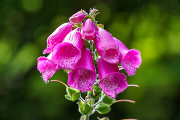 Pink foxglove wildflowers on the Isle of Skye, with background blur © Zach