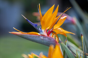 A close-up photo of the bloom on a bird of paradise flower from a side view profile.