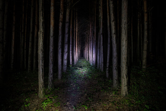 Beautiful night landscape shot in scary forest. Magical lights sparkling in mysterious pine forest at night.
