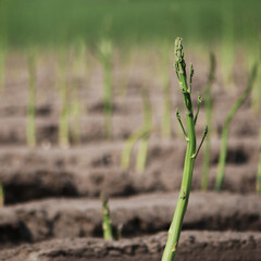 Green asparagus growing out of soil