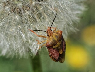 Insect on the flower 