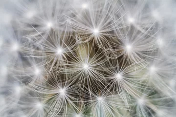 Foto auf Alu-Dibond dandelion seed head © Марина Савченко