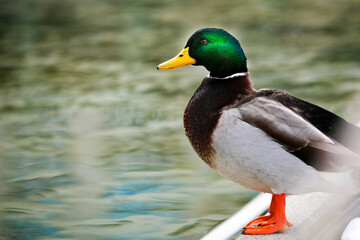 duck on the water