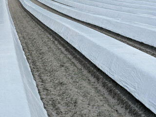 Asparagus lines covered with white plastic sheet