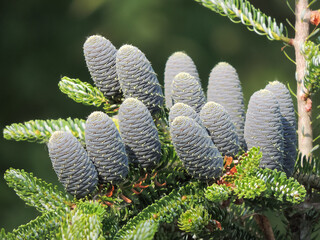  Cones on a green background