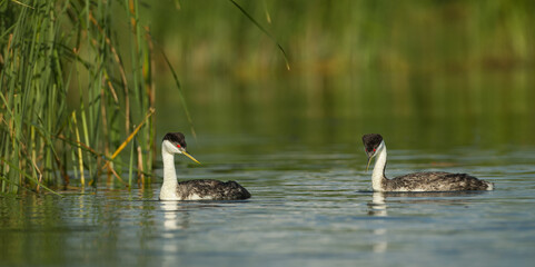 Western Grebe pair, Aechmophorus, occidentalis, in Minnesota, taken in wild.