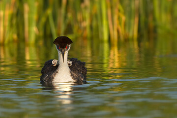 Western Grebe, occidentalis, Perkoz Wielki, taken in Minnesota, taken in wild, Agnieszka Bacal, Agnieszka Bacal Photrography. - obrazy, fototapety, plakaty