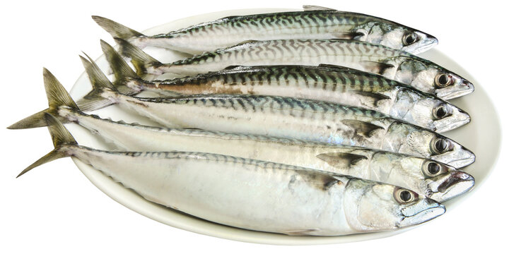 Atlantic mackerel