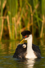 Western Grebe, occidentalis, in Minnesota, taken in wild, 