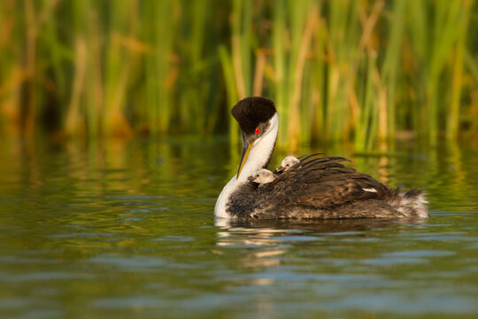 Western Grebe, occidentalis, Perkoz Wielki, taken in Minnesota, taken in wild, Agnieszka Bacal, Agnieszka Bacal Photrography.