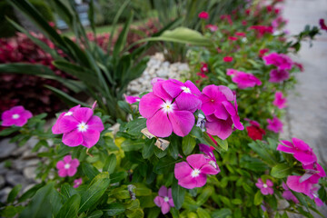 Catharanthus roseus is a species of flowering plant belonging to the Apocynaceae family. Turkish...