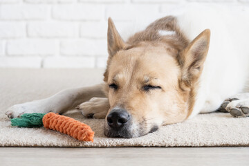 adorable dog sleeping on the rug next to the favorite toy - obrazy, fototapety, plakaty