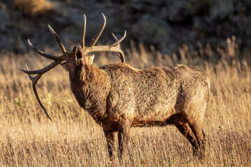 Elk, Wapiti bull in Colorado, calling.