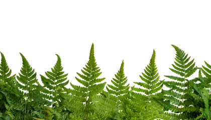 fern bottom border isolated on white background, cut out