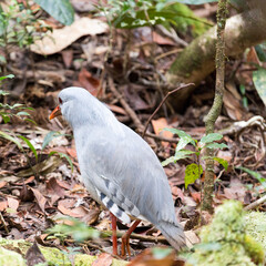 A close photo of kagu