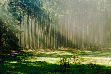 Wysoki sosnowy las. Jest jesienny, słoneczny poranek, Między drzewami unosi się mgła oświetlana promieniami wschodzącego słońca.