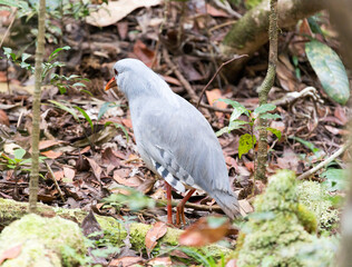 A close photo of kagu