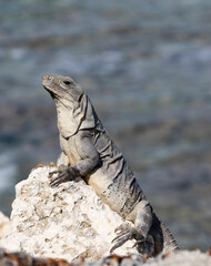 A portrait of black iguana during winter