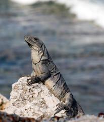 A portrait of black iguana during winter