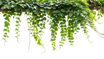 ivy on top isolated on white background, cutout 