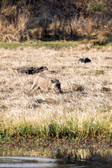A photo of common warthog