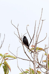 A photo of common drongo bird