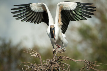 Wood Stork, Mycteria americana, Florida, nesting,  - obrazy, fototapety, plakaty