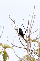 A photo of common drongo bird