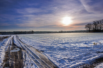 Zimowy poranek wśród pól uprawnych. Ziemię pokrywa warstwa białego śniegu. Na lekko...