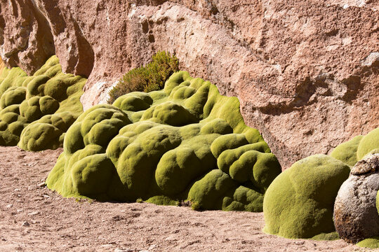 A view of Azorella yareta plant