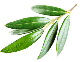 Obraz premium Olive branch isolated on white background, cutout 