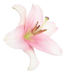 Pink lily flower isolated on white background.