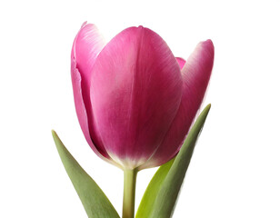 Tulip isolated on white background, cutout 