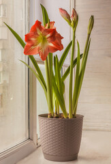 Amaryllis (Hippeastrum)  