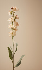 Delicate flower stem on neutral beige background. Aesthetic close up view floral composition