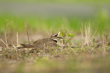 Killdeer, Charadrius vociferus incubating in Minnesota.