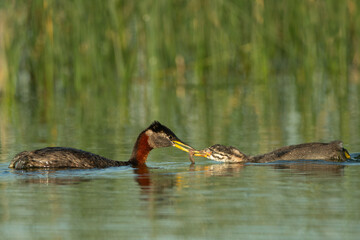Red-necked Grebe adult with babe, feeding in Minnesota