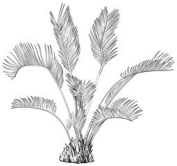 Illustration of a tropical plant. Hand drawn botanical illustration isolate on white.
