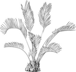 Illustration of a tropical plant. Hand drawn botanical illustration isolate on white.