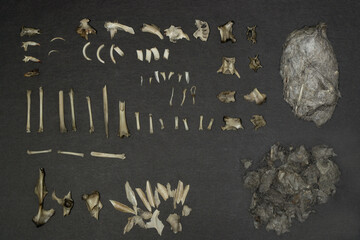 Great Horned Owl pellet after before and after dissection.