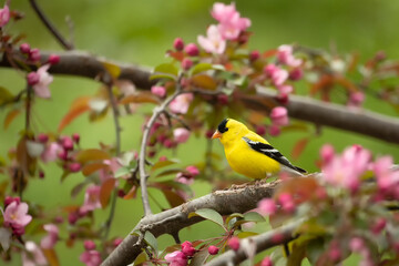 American goldfinch, Spinus tristis,  Minnesota, male, pink flowers.