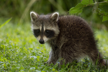 Baby raccoon, Procyon lator baby, portrait in Minnesota.
