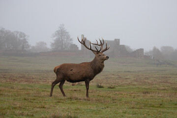 Naklejka na ściany i meble deer in the countryside 