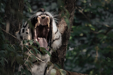 tiger Roar!