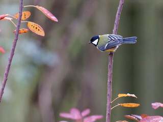 Great tit sitting on branch.