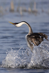 Western grebe rushing on the surface of the water.
